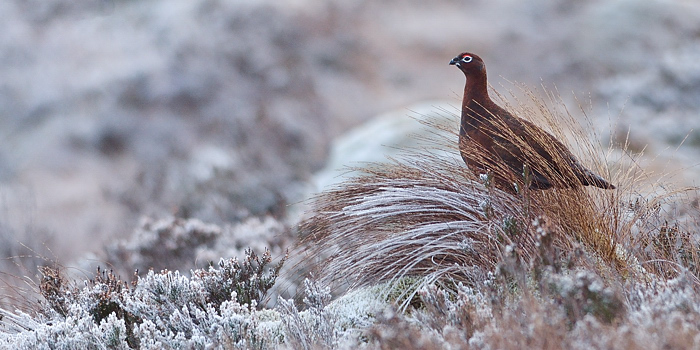 Grouse pano