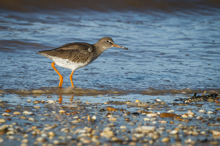 Redshank...