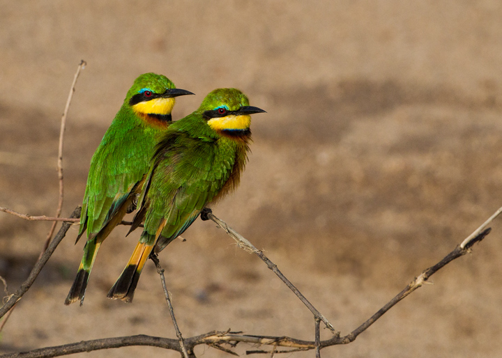Little Bee Eaters