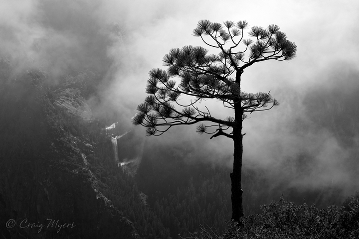 Pine Silhouette, Washburn Point