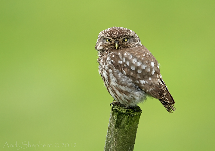 Little Owl