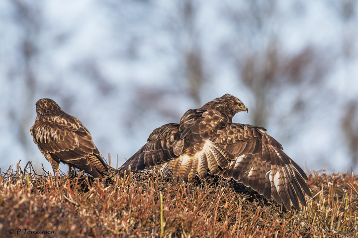 Buzzard