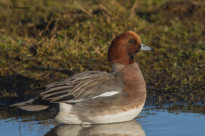 Wigeon