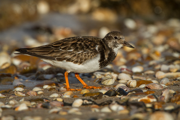 Turnstone...
