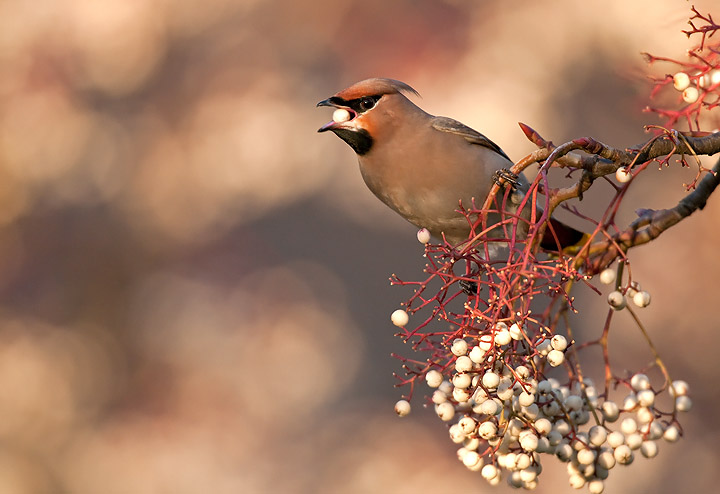 Waxwings at last!