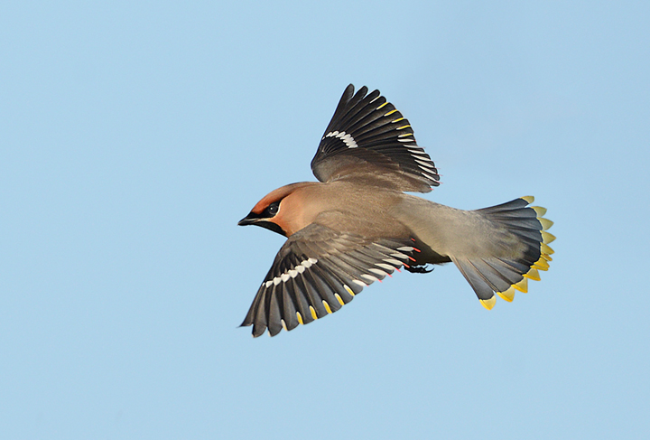 Flying waxwing