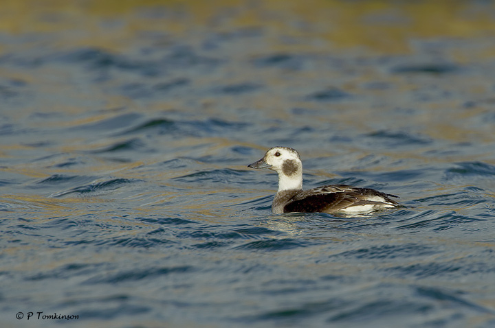 Long-Tailed Duck