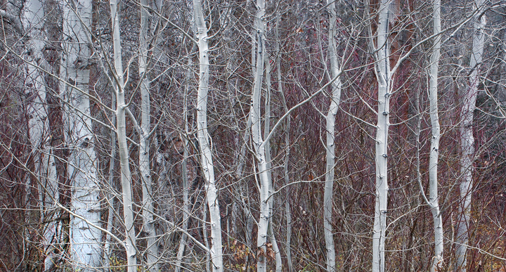 Pale Grace, Crop Version