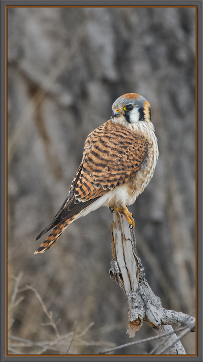 Kestrel w/ added sharpening