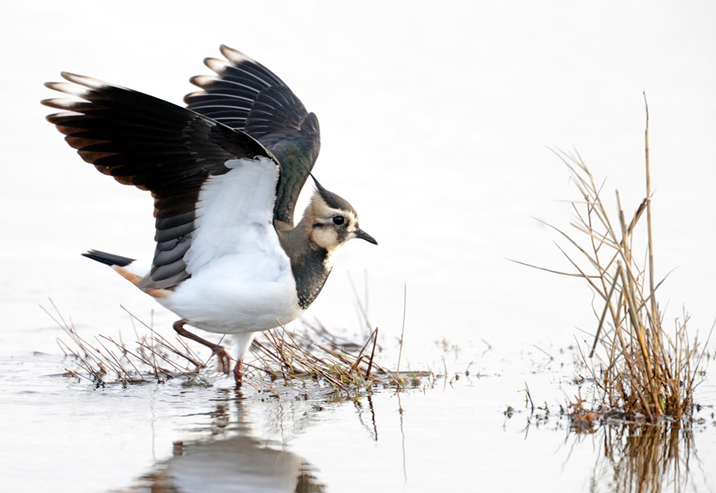 High key lapwing