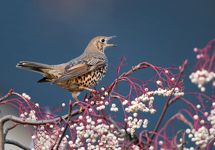 Mistle Thrush