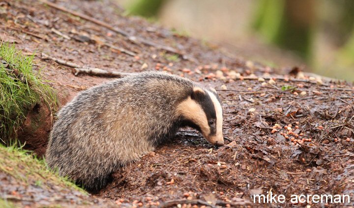 badger
