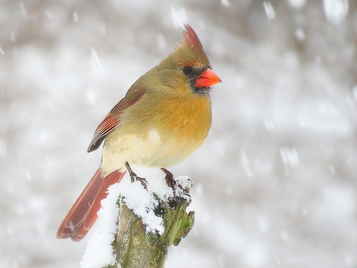 Cardinal