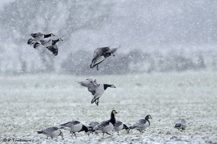 Barnacle goose