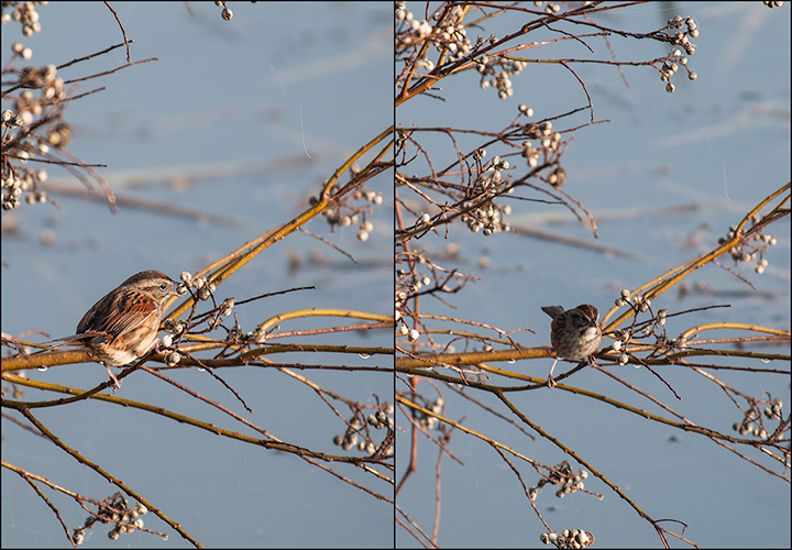 Sparrow ID, please?