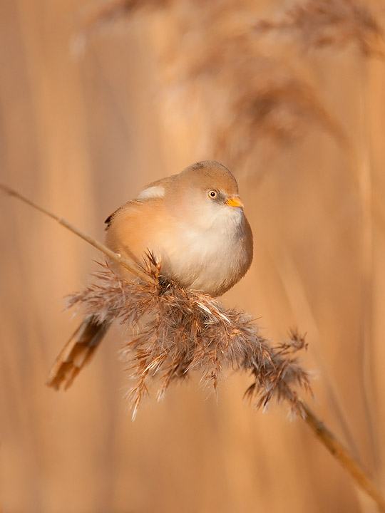 Bearded Tit