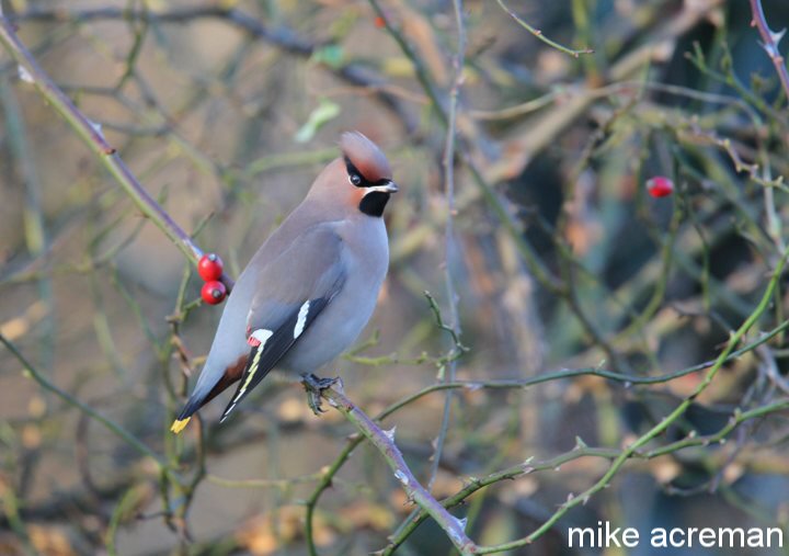 waxwing