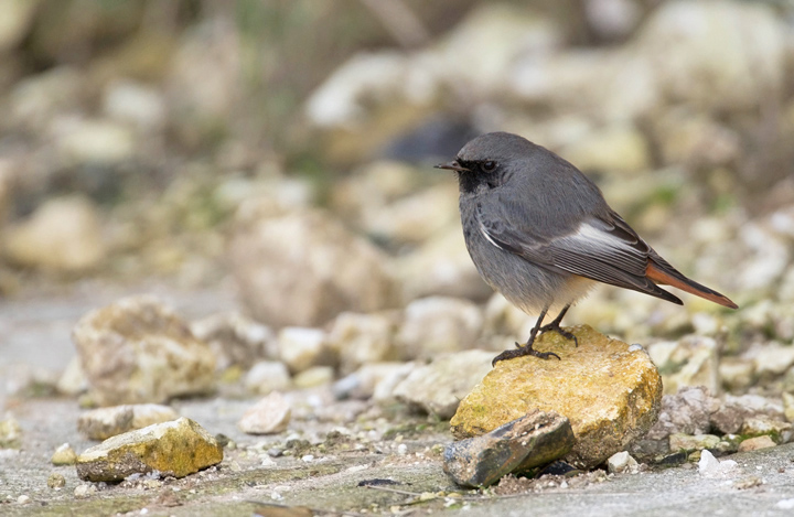 Black redstart
