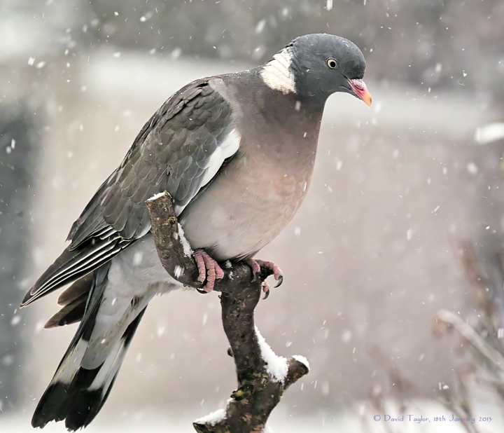 Wood pigeon