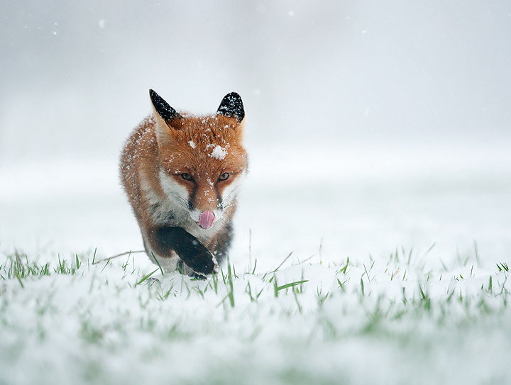 Snowy Fox