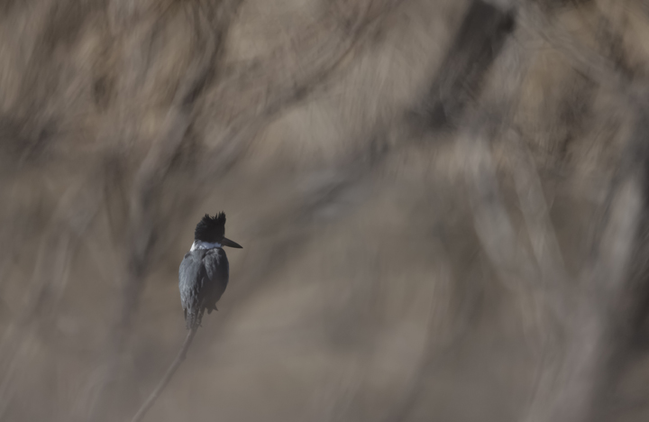 Belted Kingfisher in the mist