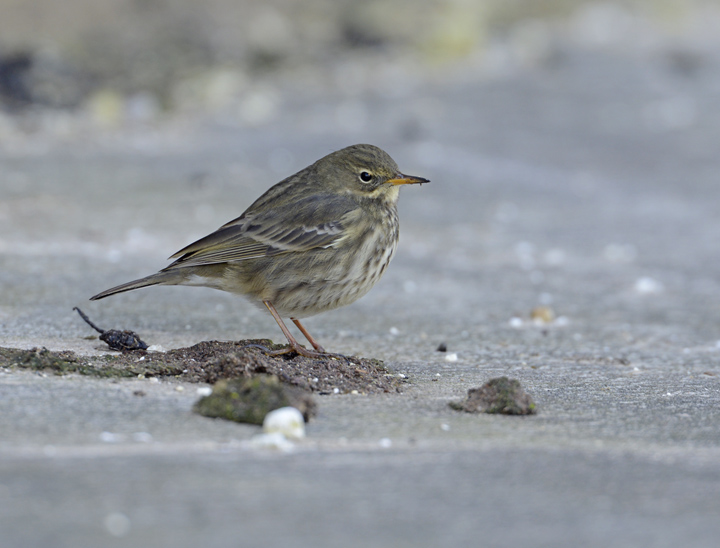 Rock pipit