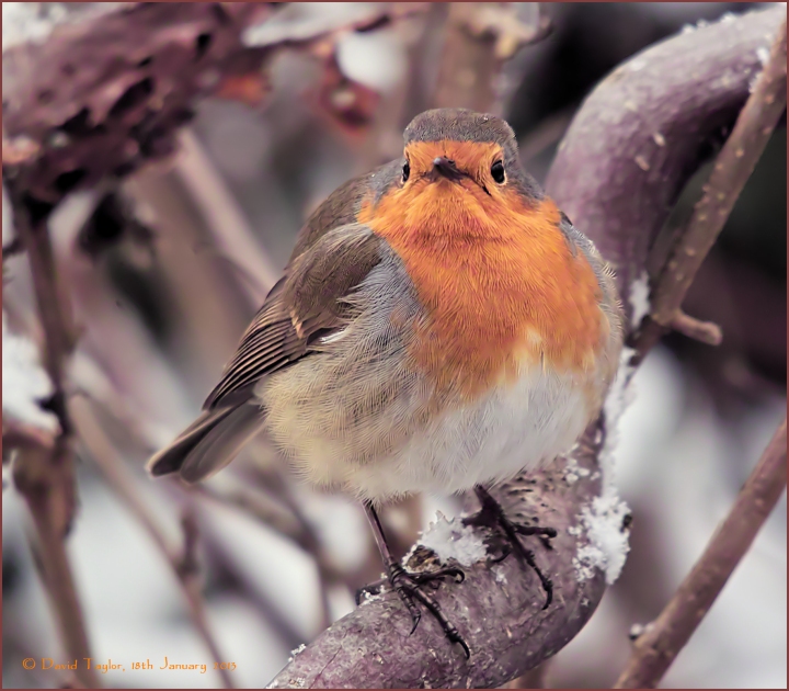 Full-on Robin (2D)
