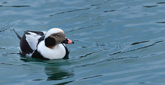 Male long-tailed duck