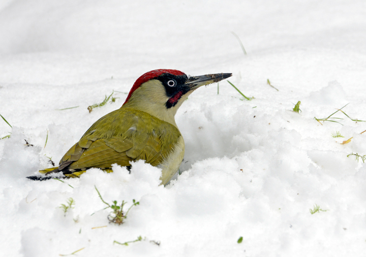 Green woodpecker