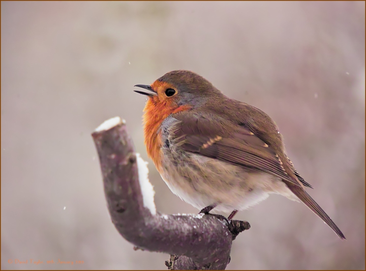 Sideways robin.