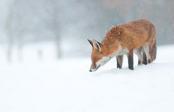 Snowy Fox II