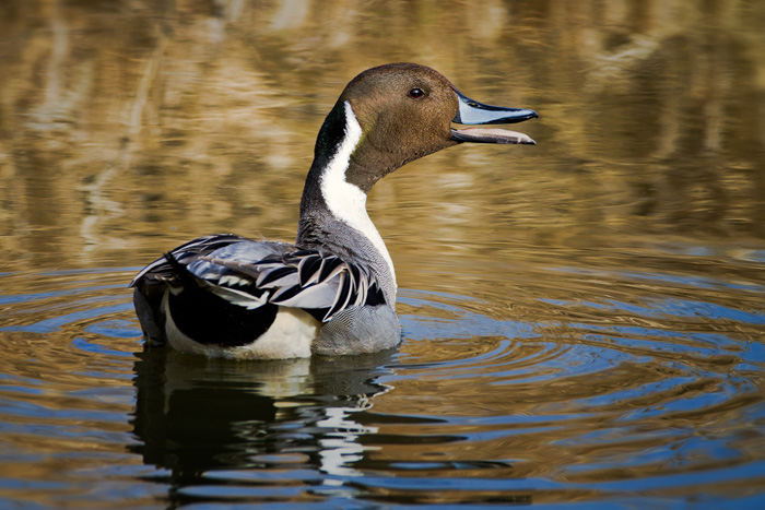 Angry Pintail