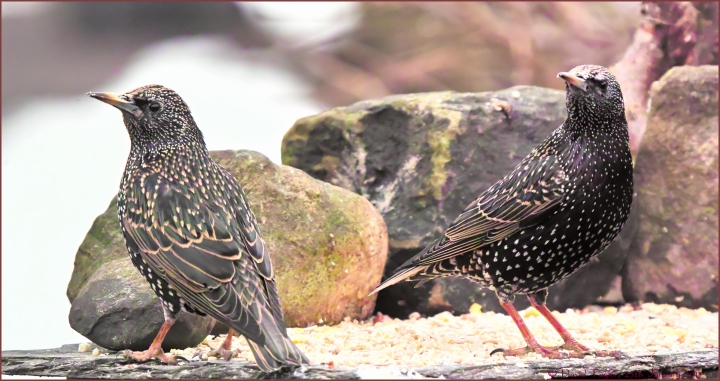 A pair of 'Sheppies'