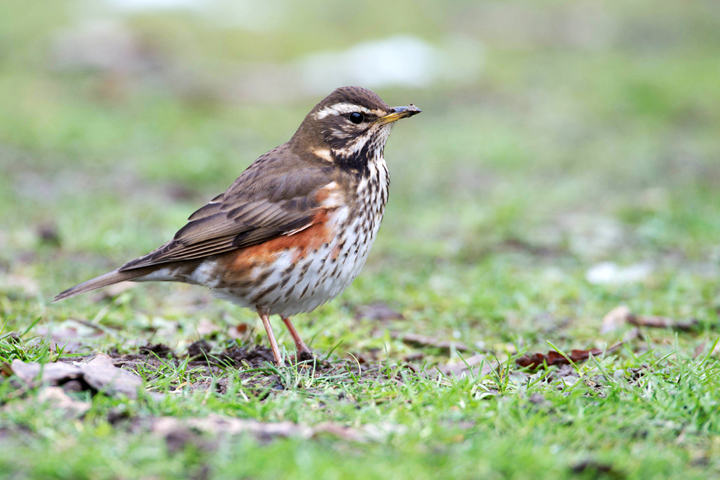 Redwing