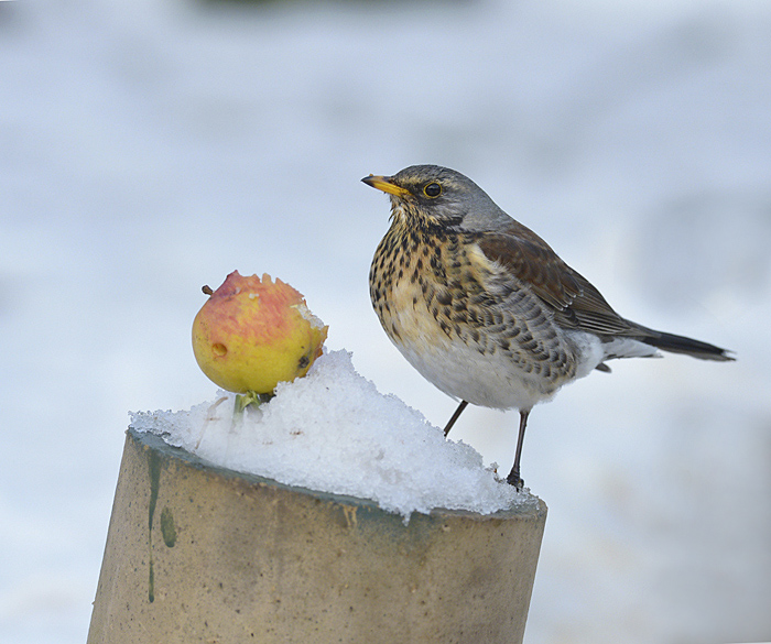 Fieldfare.