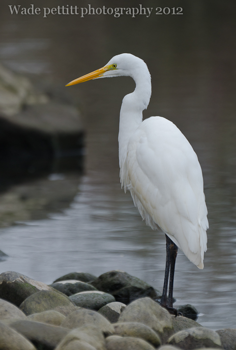 Egret