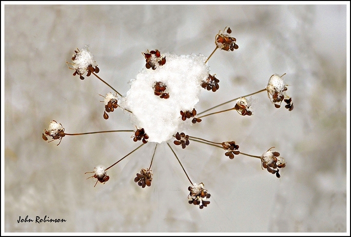 Seed head in snow