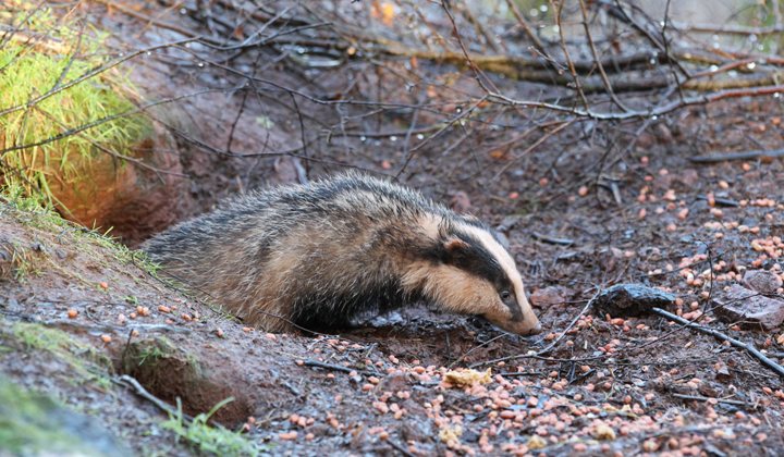 badger