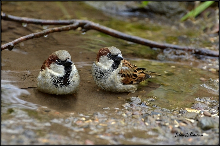 House Sparrows