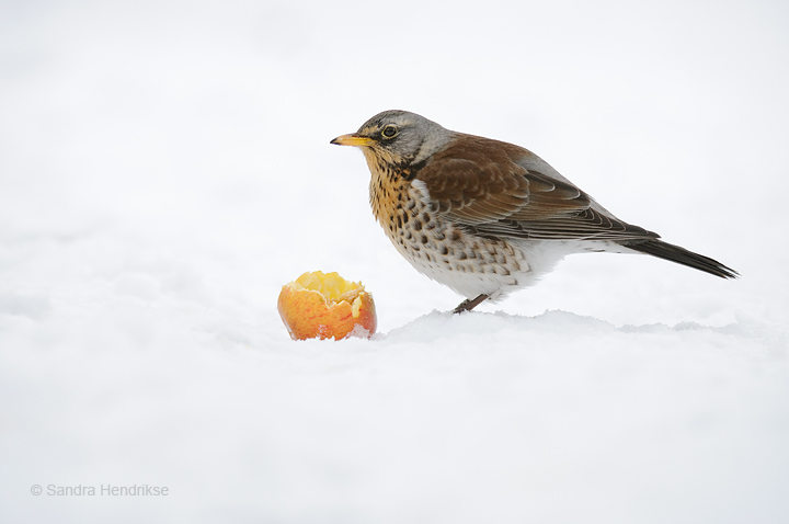 Fieldfare with apple