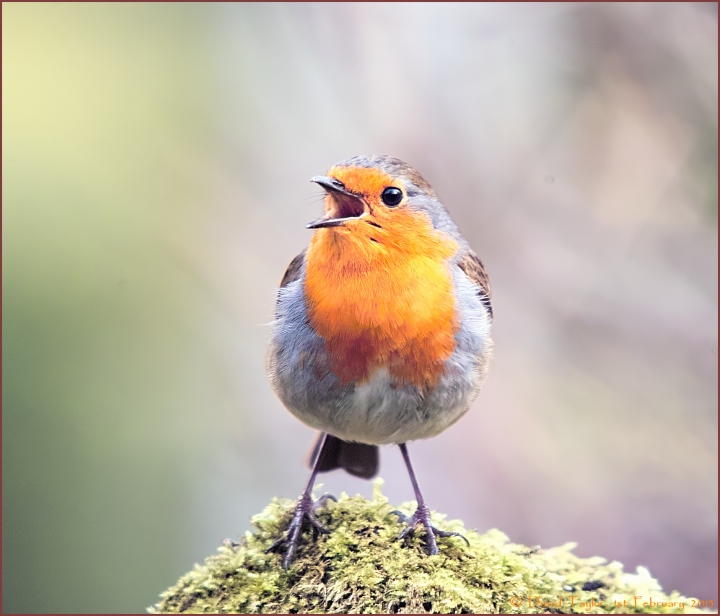 Robin on mossy stone.