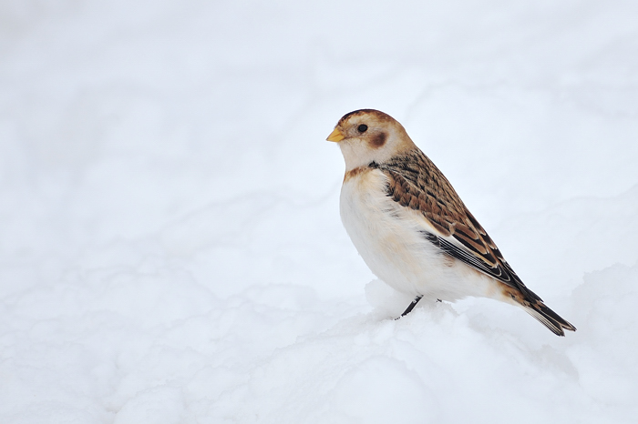 Snow bunting