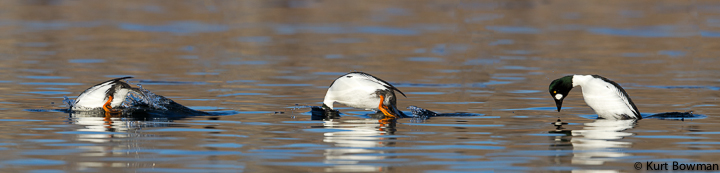 Ducks