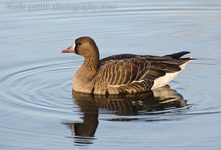 Greater white fronted goose