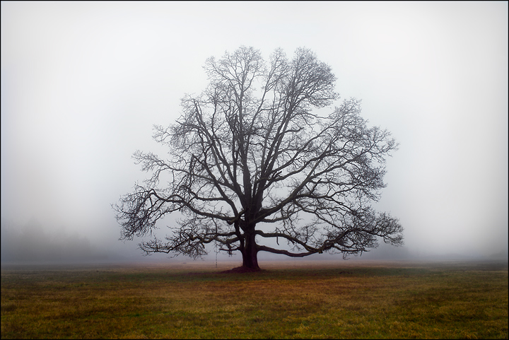 Hanging Tree
