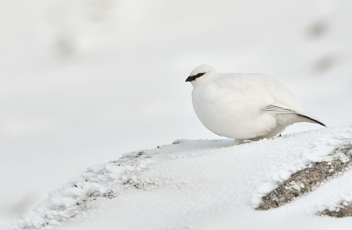 Small white bird.......and a big yellow one!