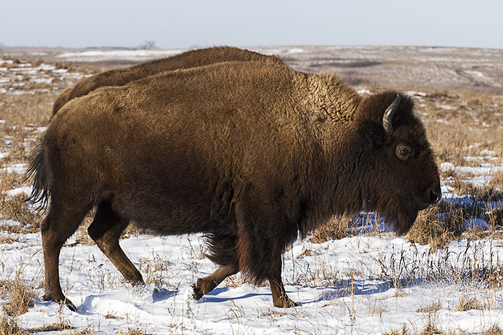 Bison