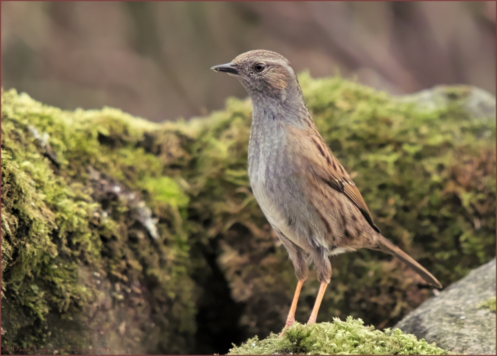 The dunnock who... (+ re-post)