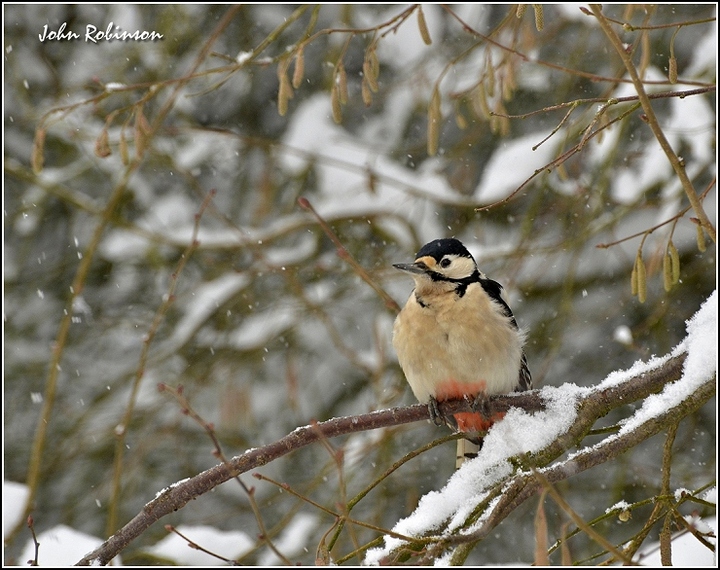 Winter Woody
