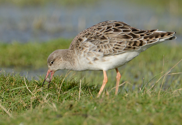 Ruff foraging
